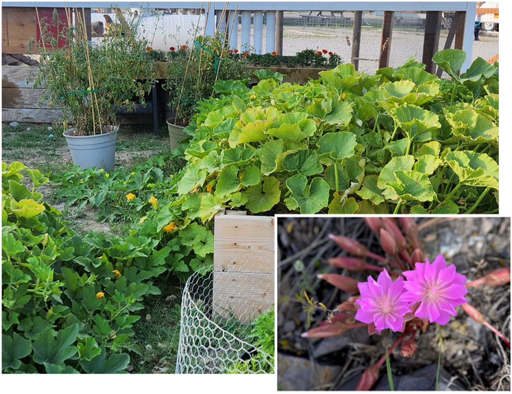 garden and a photo of a flower
									